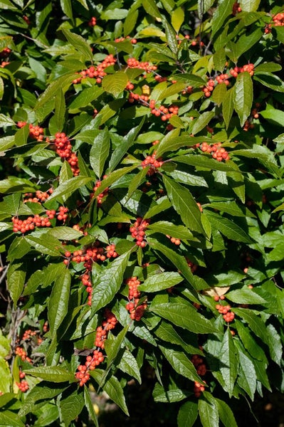 Ilex verticillata, Winterbeere, 60–80 cm, leuchtend rote Beeren