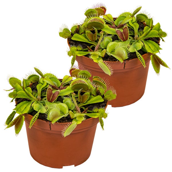 2x Dionaea Muscipula – Fleischfressende Pflanze – Pflegeleicht –⌀12 cm – ↕10-15 cm