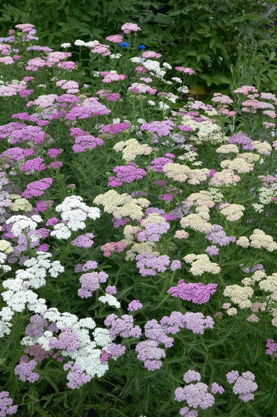 Achillea millefolium 'Summer Pastels', Schafgarbe, bunt, ca. 9x9 cm Topf
