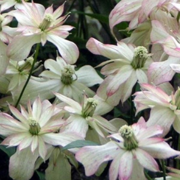 Nahaufnahme von Clematis-Blüten mit zarten Blütenblättern