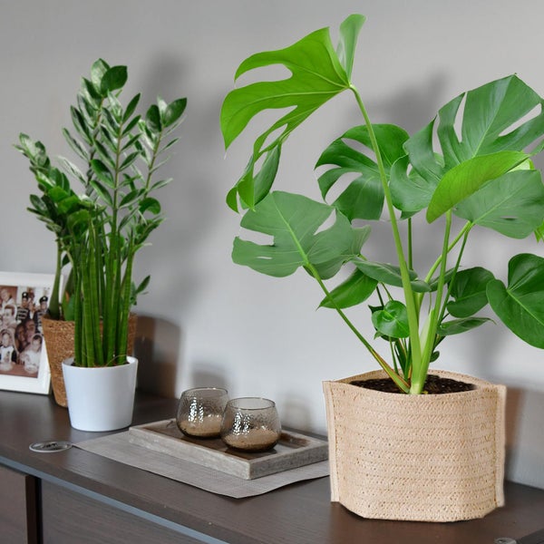 Bergpalme, Efeutute, Fensterblatt, Birken-Philodendron, Bogenhanf & Glücksfeder – 6er Box Zimmerpflanzen Starter-Set mit Übertöpfen - Höhe 20-70 cm - Töpfe ø 10,5-17 cm - Weiß-Natur Design
