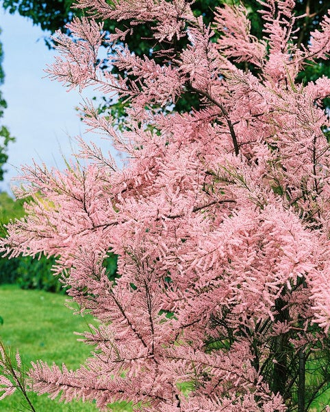 Tamarix parviflora, Rosarote Tamariske, 60–100 cm