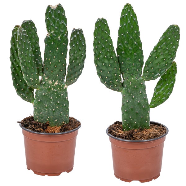 Road Kill Cactus pro 2 Stück - Zimmerpflanze im Angelegentopf ⌀12 cm - ↕30 cm