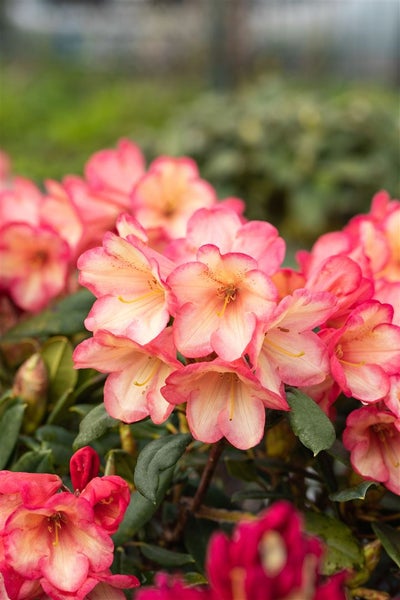 Rhododendron yakushimanum 'Barbarella', rosa Blüten, 30–40 cm