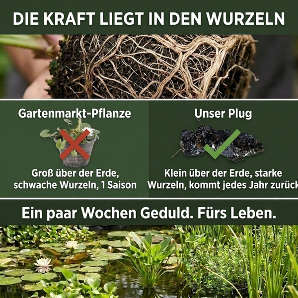 Vergleich: Gartenmarkt-Pflanze mit schwachen Wurzeln für eine Saison gegen Wurzel-Plug mit starken Wurzeln für mehrjährigen Wuchs im Teich.