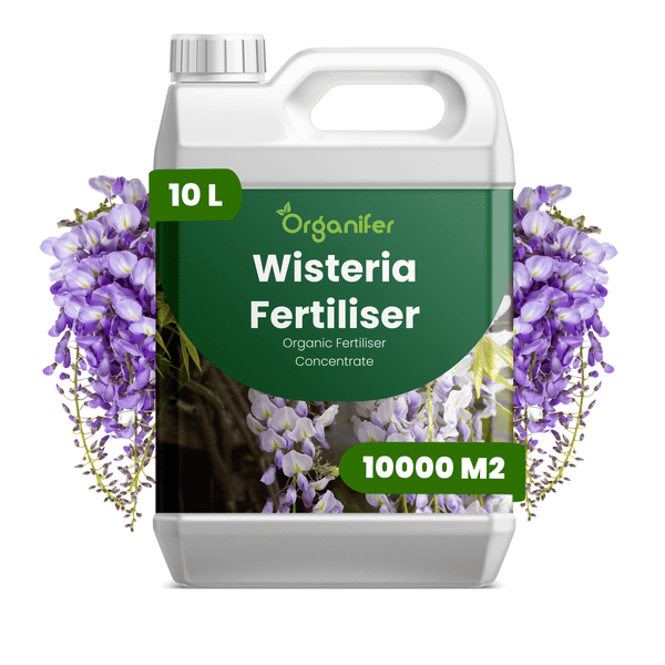 Organifer Blauregen-Dünger, organisches Düngerkonzentrat, 10 Liter Kanister für 10000 Quadratmeter.