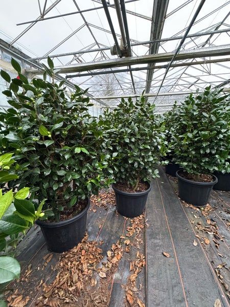 Kamelie in weiß 130 -160  cm, 12 - 14 jährige Pflanze Camellia Dalonega Premiumqualität winterhart