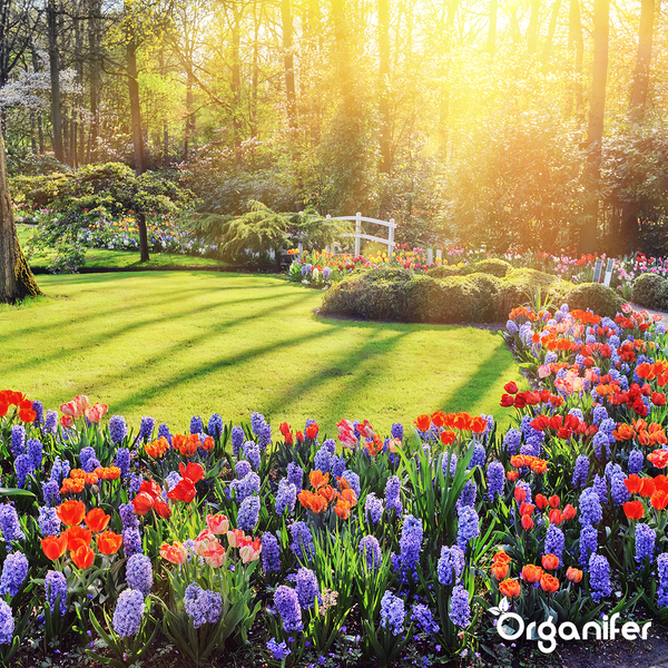 Frühlingsgarten mit Blumenbeet, Rasenfläche und Brücke