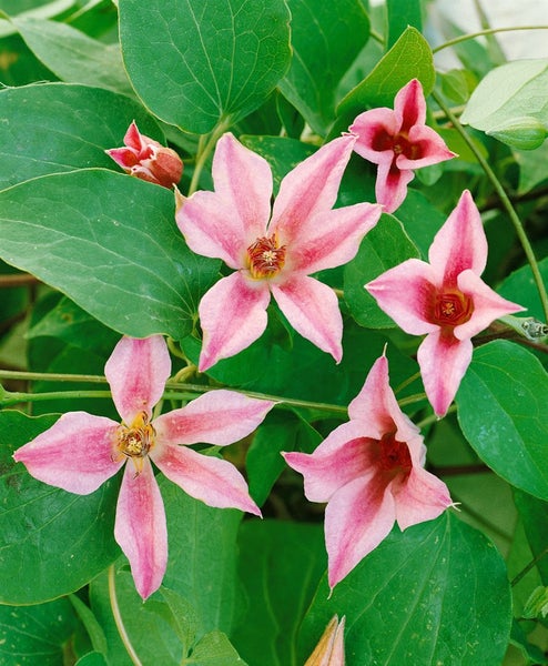 Clematis texensis 'Duchess of Albany', rosa, 60–100 cm