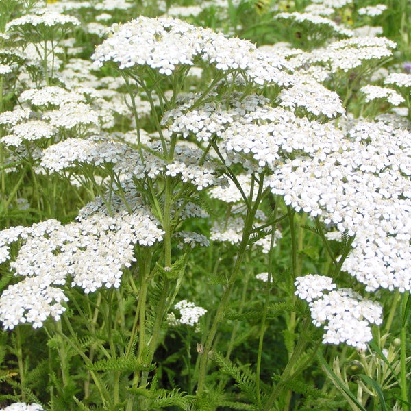 Nahaufnahme von blühender Schafgarbe im Garten