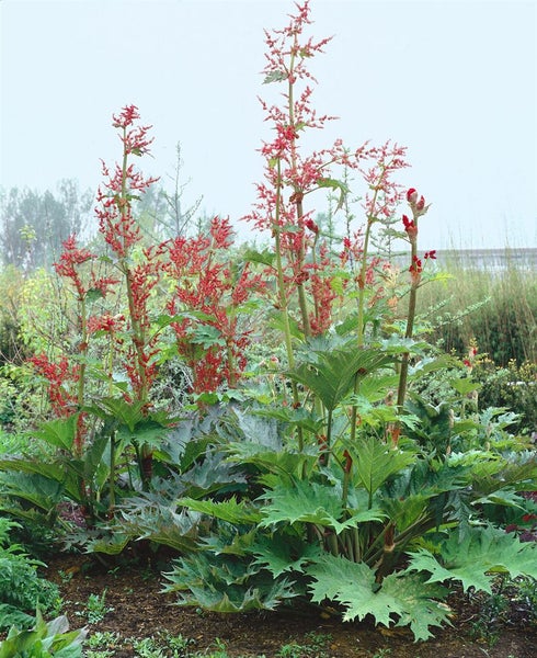 Wachsendes Schaublatt mit großen Blättern und hohen roten Blütenständen im Garten.