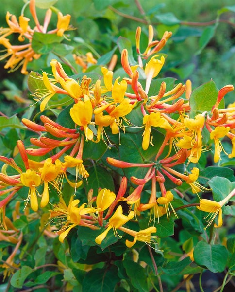 Lonicera tellmanniana, Geißblatt, orange-gelb, 60–100 cm