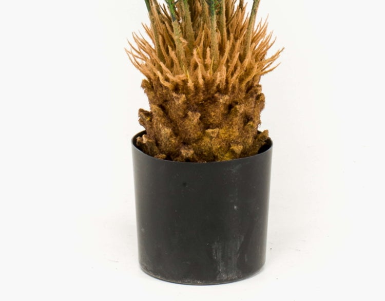 Sagopalme Cycas revoluta im schwarzen Kunststofftopf mit markantem faserigem Stamm.