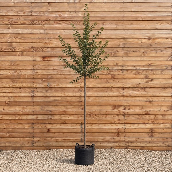 Junger Baum als Hochstamm in einem schwarzen Pflanzbeutel aus Kunststoff vor einer Holzfassade