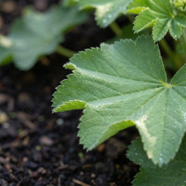 Nahaufnahme eines grünen Blattes eines Frauenmantels mit Wassertropfen auf den gezackten Rändern.