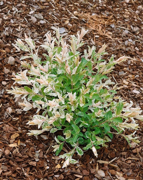 Salix integra 'Hakuro Nishiki', Japanische Weide, buntes Laub, 40–60 cm