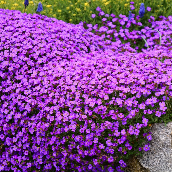 Blütenmeer mit violetten Blaukissen im Garten