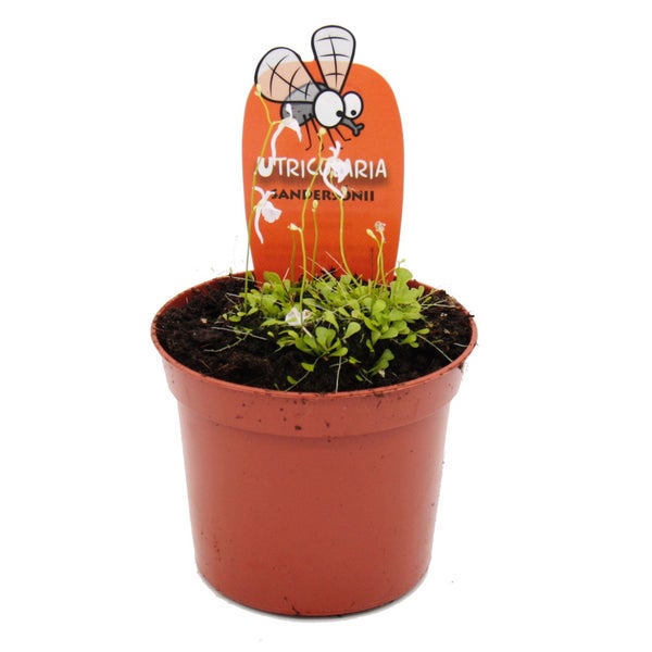 Fleischfressende Pflanze Utricularia sandersonii im braunen Topf mit Pflanzenstecker