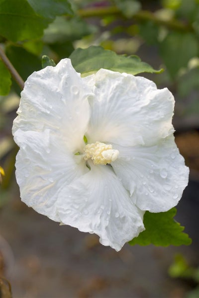 Hibiscus syriacus 'Diana', Gartenhibiskus, reinweiß, 40–60 cm