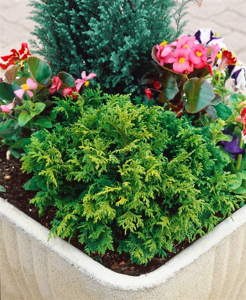 Chamaecyparis pisifera 'Nana', Zwerg-Scheinzypresse, 15–20 cm