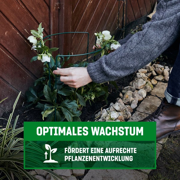 GardenGloss® Strauchstützen aus beschichtetem Stahl (5 Stück) - Staudenhalter halbrund 35cm x 40cm - Blumenstütze für Hortensien und Rosen - Pflanzenstütze aus Stahl