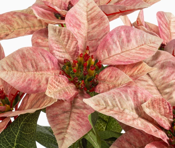 Künstlicher Weihnachtsstern mit gemaserten rosa Hochblättern und grünen Blättern.