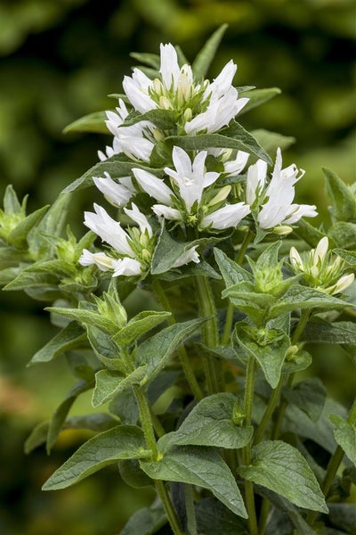 Campanula glomerata 'Alba', weiße Glockenblume, ca. 9x9 cm Topf