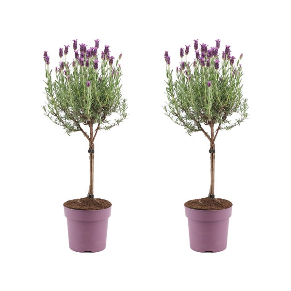 Bloomique - 2er-Set - Lavandula Stoechas 'Anouk' - Lavendelbaum - Gartenpflanzen - Winterhart - ⌀15 cm - 50-60 cm