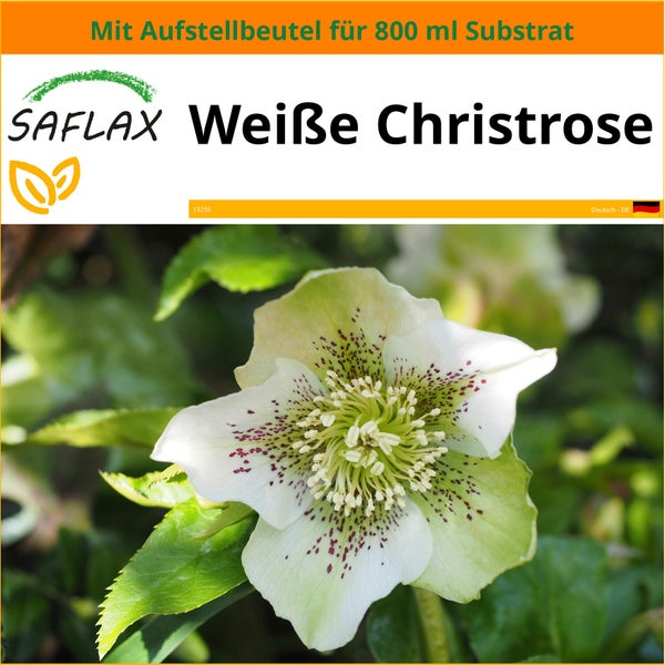 SAFLAX Garden in the bag - Weiße Christrose - Helleborus niger - 6 Samen - Mit Anzuchtsubstrat im praktischen, selbst aufstellenden Beutel