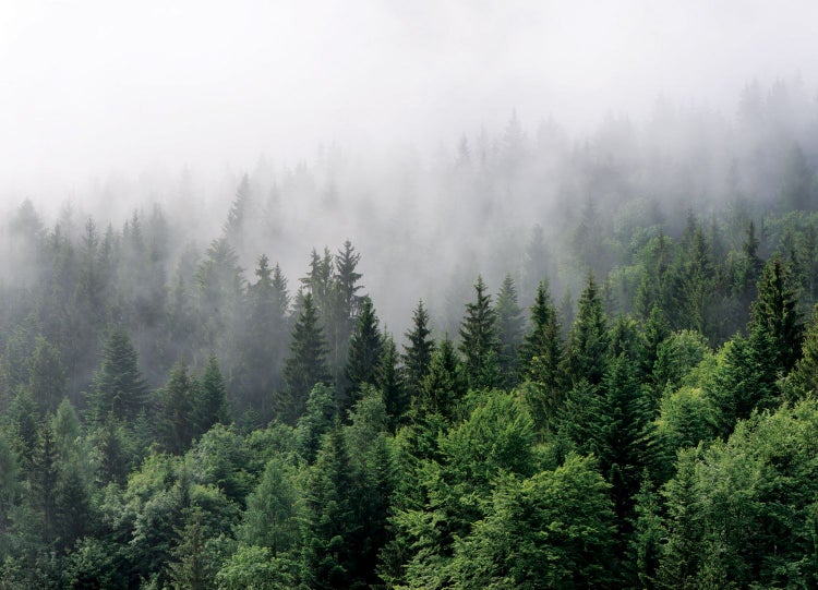 Dichter Wald mit Nebel