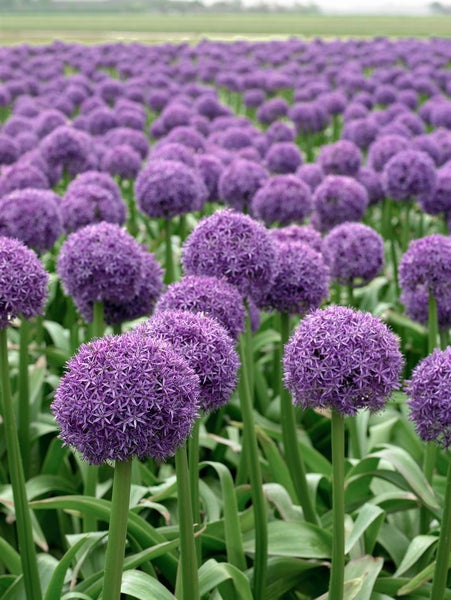 Allium macleanii 'Globemaster', Zierlauch, violett, ca. 11x11 cm Topf