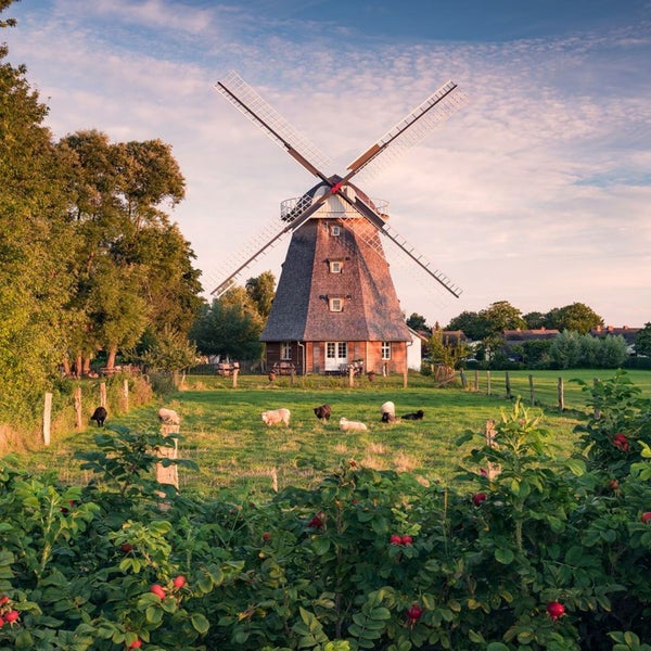 Windmühle auf einer Wiese mit Schafen