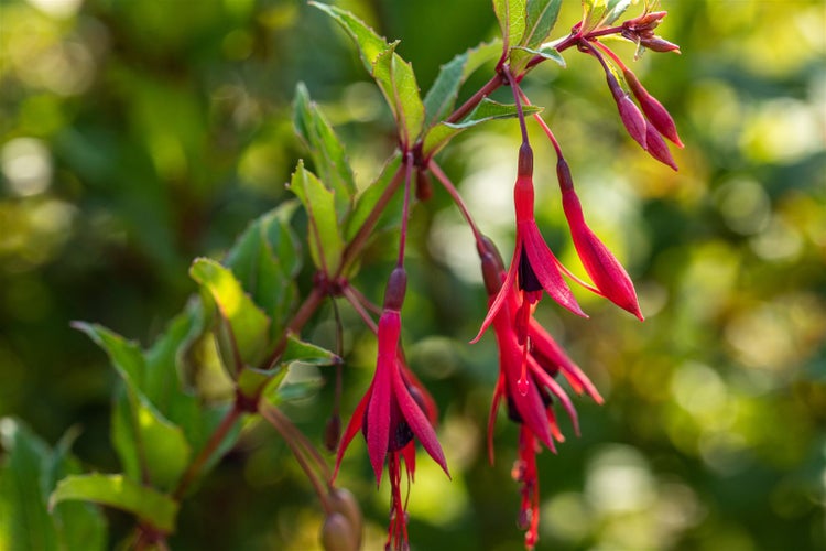 Fuchsia magellanica 'Gracilis', Fuchsie, zweifarbig, 30–40 cm