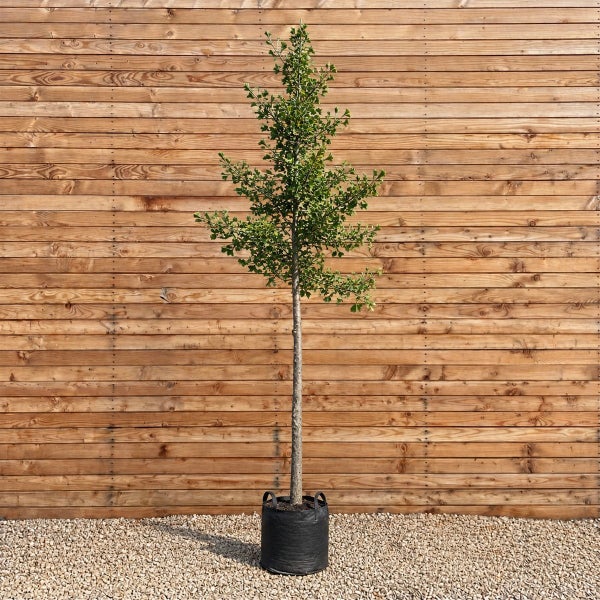 Ginkgo biloba Hochstamm im Pflanzsack vor einer Holzwand.