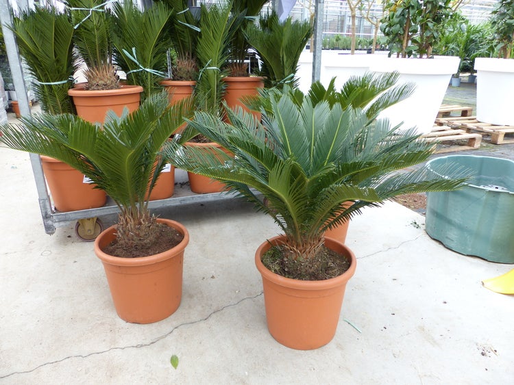 Mehrere Cycas revoluta Palmfarne in orangefarbenen Kunststofftöpfen auf einem Metallwagen und dem Boden in einem hellen Gewächshaus.