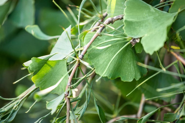 Ginkgo biloba 'Tubifolia', Fächerblattbaum, 40–60 cm
