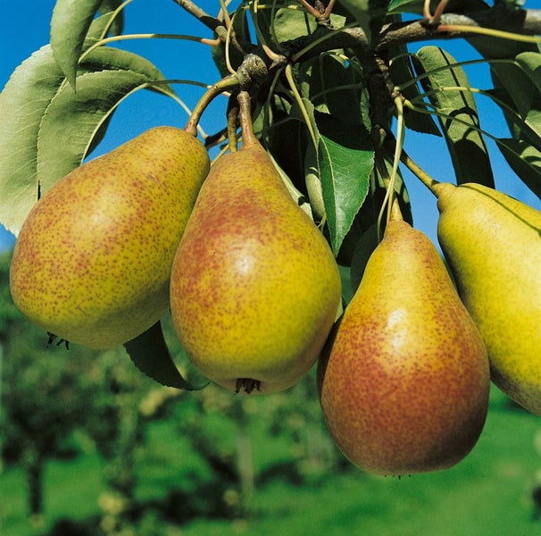 Pyrus communis 'Gute Luise', Birne, 150–200 cm, saftig-süß
