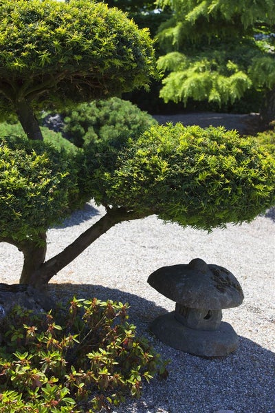 Taxus baccata, Eibe, immergrün, 20–30 cm