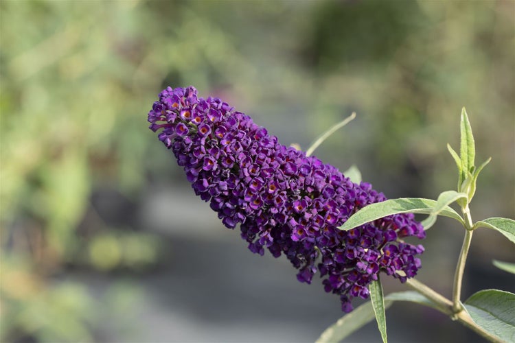 Buddleja davidii 'Black Knight', Schmetterlingsflieder, dunkelviolett, 40–60 cm