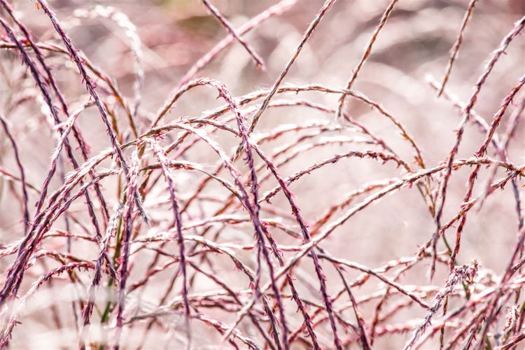 Miscanthus sinensis 'Flamingo', Chinaschilf, rosa Blüten, ca. 9x9 cm Topf