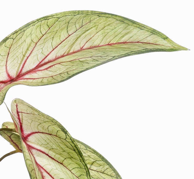 Nahaufnahme von Caladium-Blättern mit grünen und roten Blattadern.