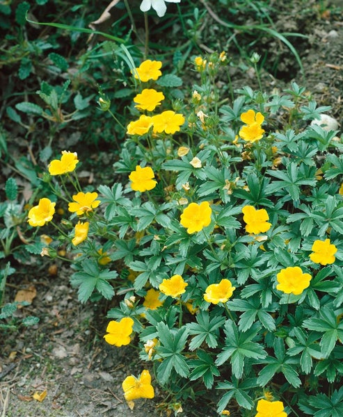 Potentilla aurea, Fingerkraut, gelb, ca. 9x9 cm Topf
