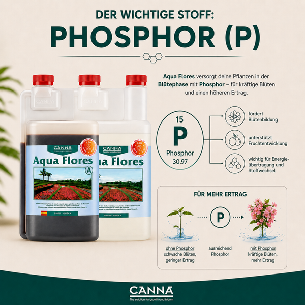 Infografik zum Canna Aqua Flores Pflanzendünger und der Bedeutung von Phosphor für die Blütephase und den Ertrag.