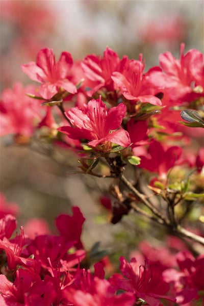 Rhododendron obtusum 'Hino-crimson', leuchtend rot, 20–25 cm