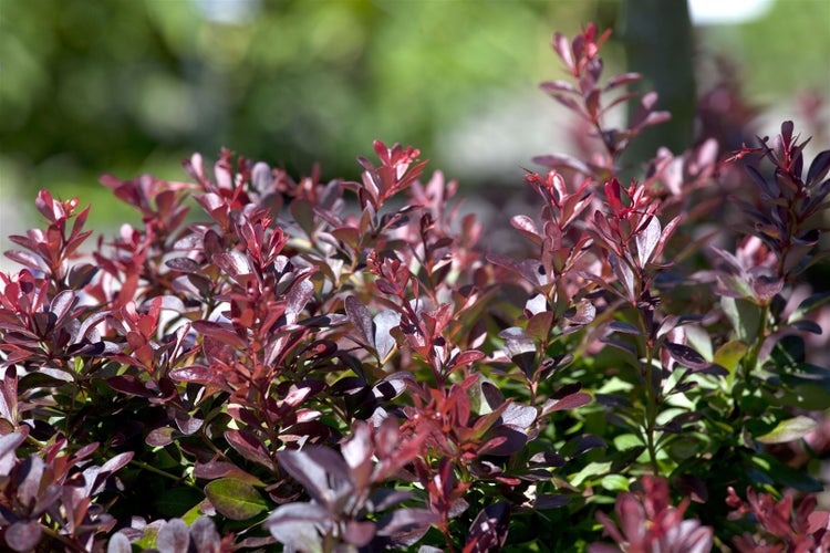Berberis thunbergii 'Atropurpurea Nana', Blutberberitze, purpurrot, 25–30 cm