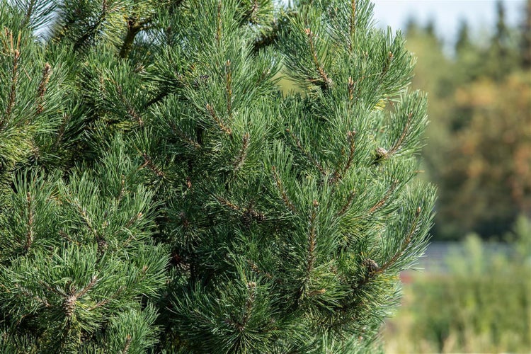 Pinus sylvestris 'Fastigiata', Säulenkiefer, 60–80 cm