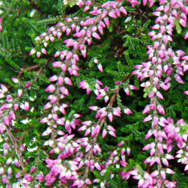 Hängende Calluna Set mit 3 Pflanzen hängende Besenheide Heidepflanze winterhart 12cm Topf rosa