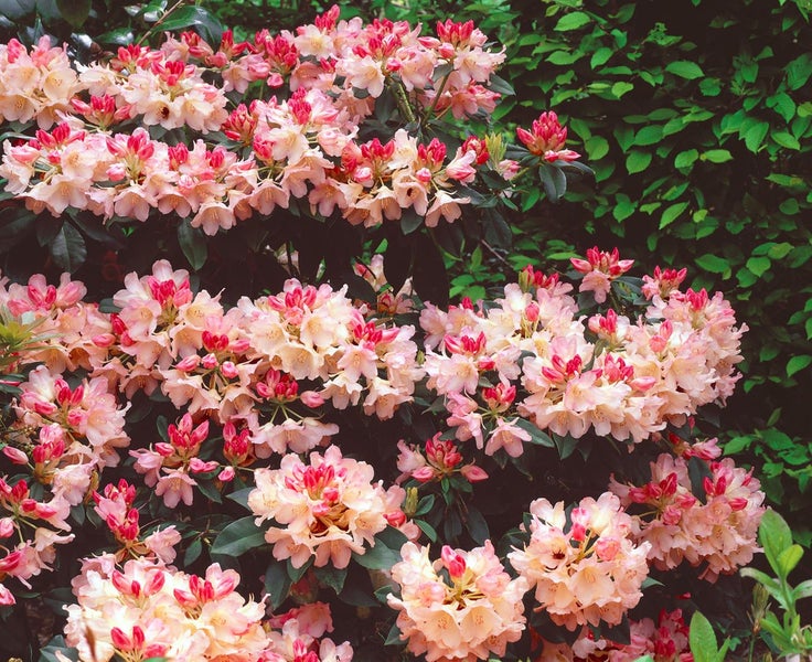 Rhododendronblüten in voller Blüte