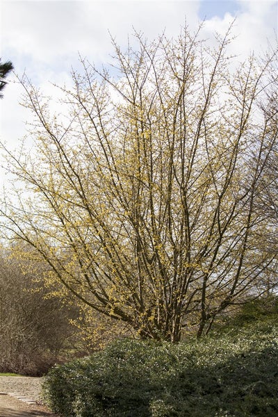 Cornus mas, Kornelkirsche, 40–60 cm, gelbe Blüten