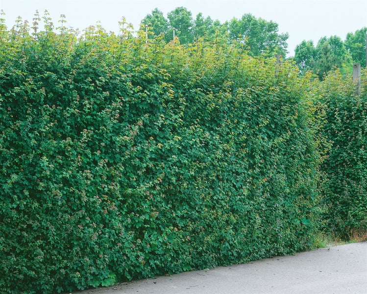 Acer campestre, Feldahorn, 60–100 cm